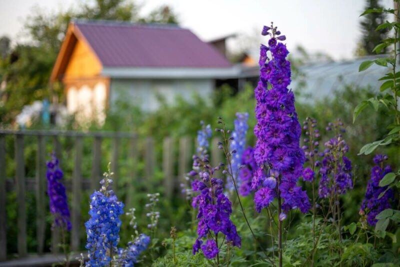 bridebook.com picture of purple delphiniums in the wild