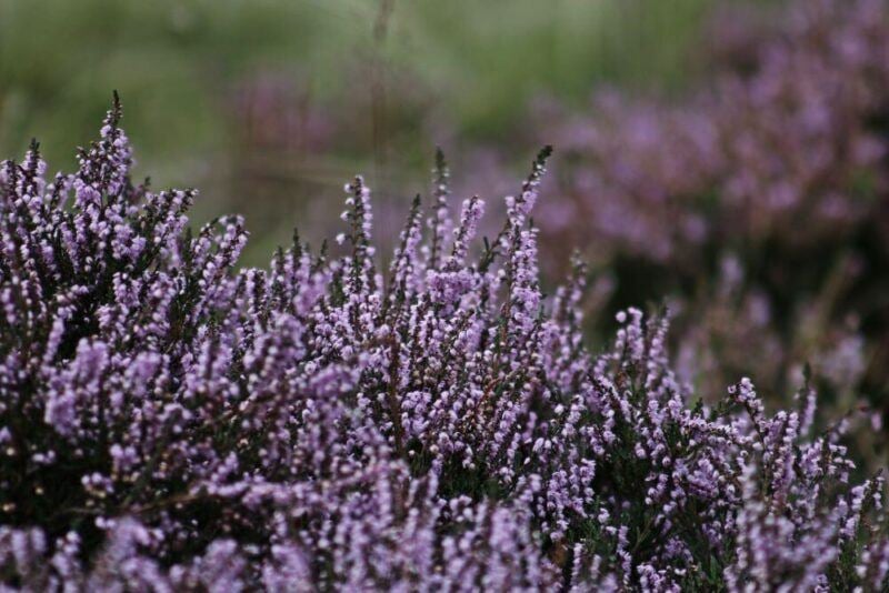 bridebook.com picture of wild heather
