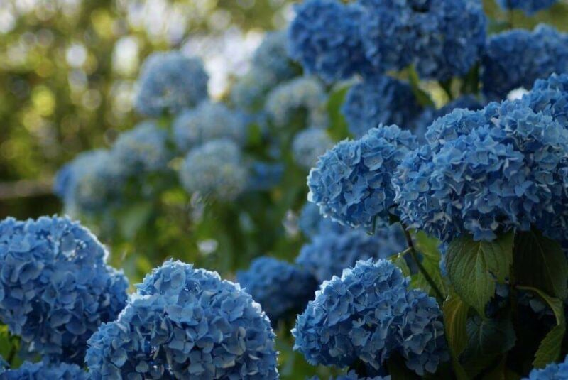 bridebook.com picture of blue hydrangeas in the wild