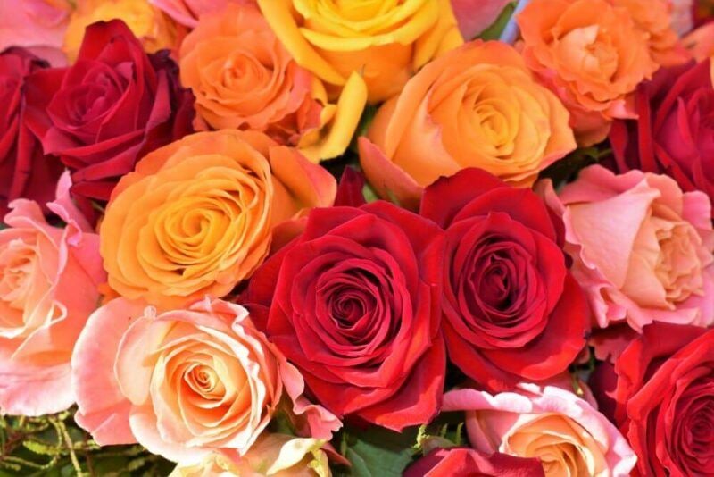 bridebook.com bunch of red and pink roses