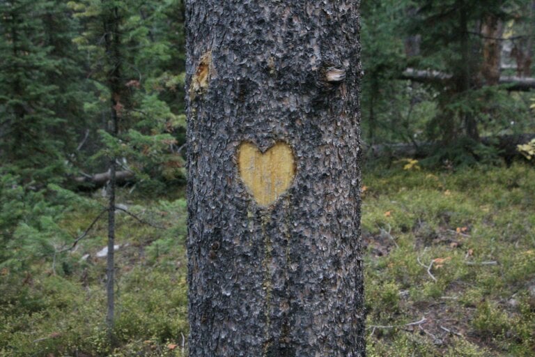 Cœur gravé dans un arbre