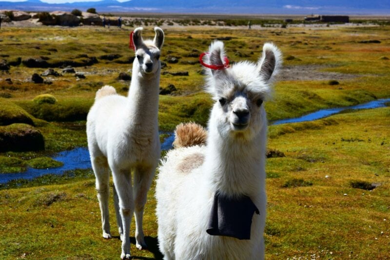 Alpagas dans les Andes
