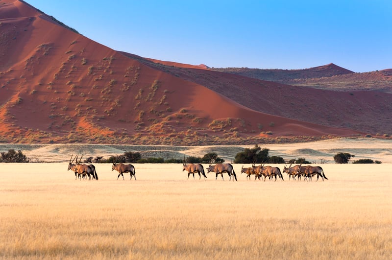 Herd of Gemsbok in Sossusvlei, Namibia