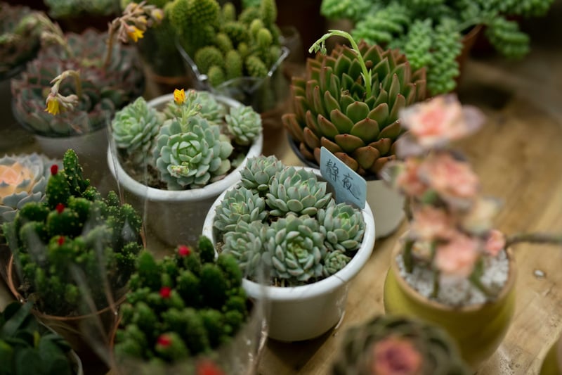 potted plants in a row