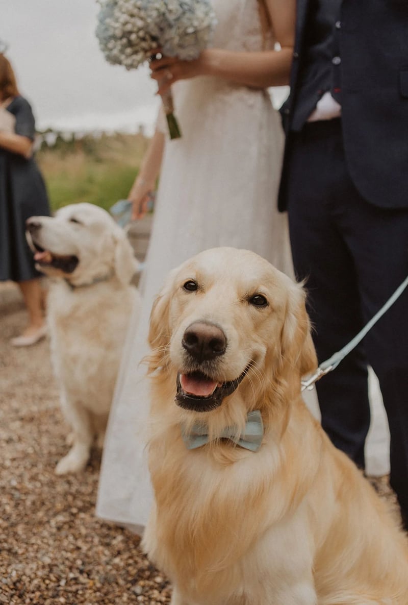 Two golden retriever dogs wearing bow ties at a wedding