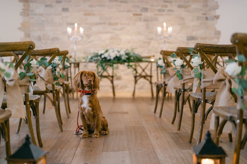 a cute dog in the middle of an aisle set up for a wedding ceremony.