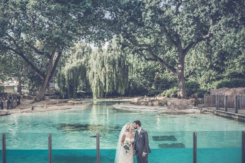 Bride and groom kissing in front of the penguin enclosure at London Zoo
