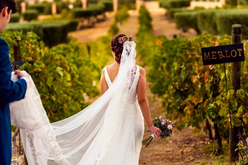 Rear view of a bride between rows of vines at a vineyard wedding in canada