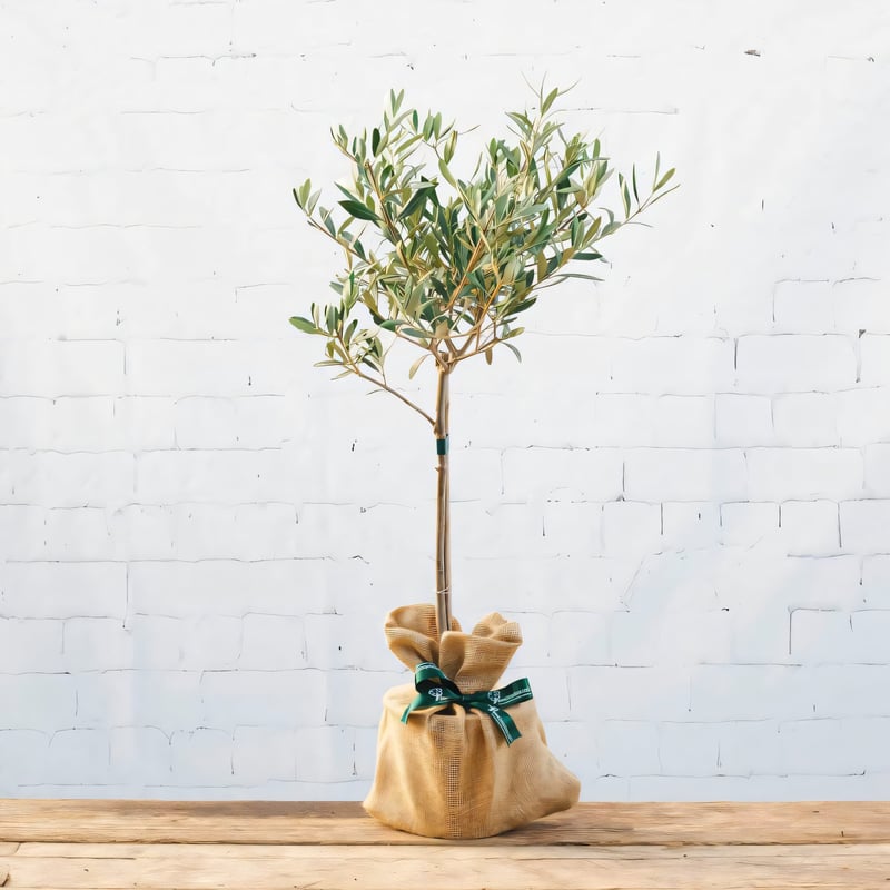 a baby olive tree wrapped in raffia packaging and tied with ribbon.