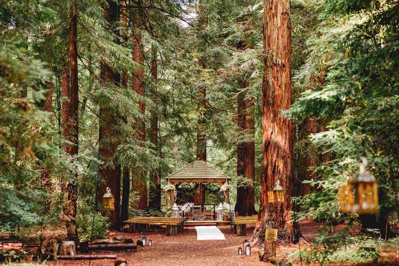 A woodland wedding ceremony in between tall trees at two woods estate