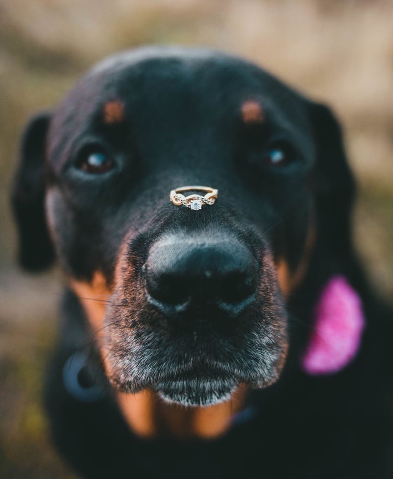 a cute dog with an engagement ring placed on his nose.