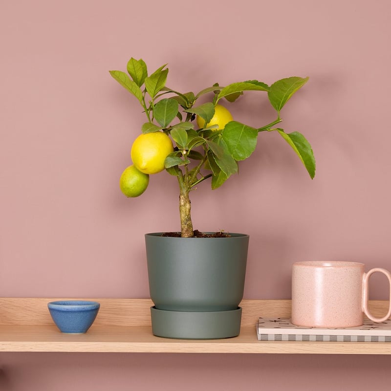 a lemon tree in a grey pot on a shelf.