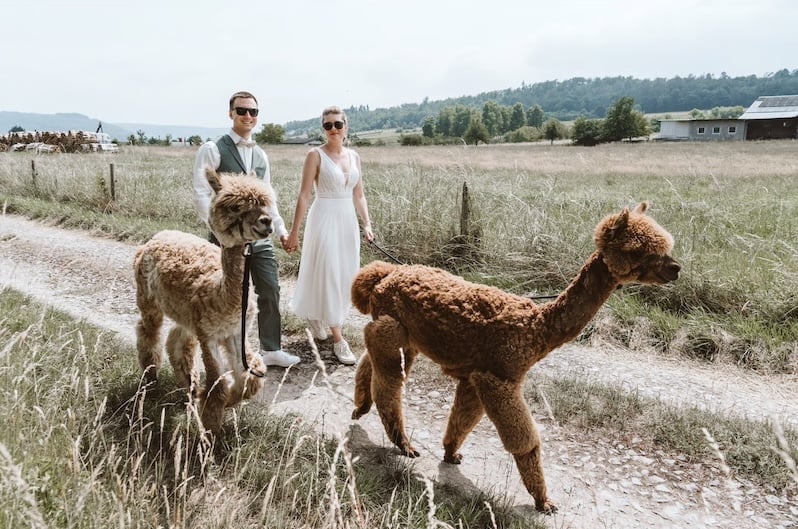Hochzeitspaar geht mit Alpakas im Grünen spazieren