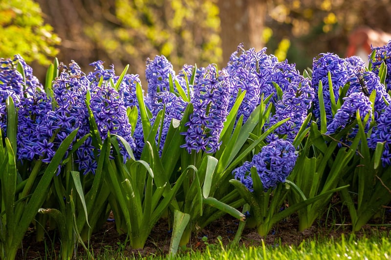 purple hyacinths growing in grass.