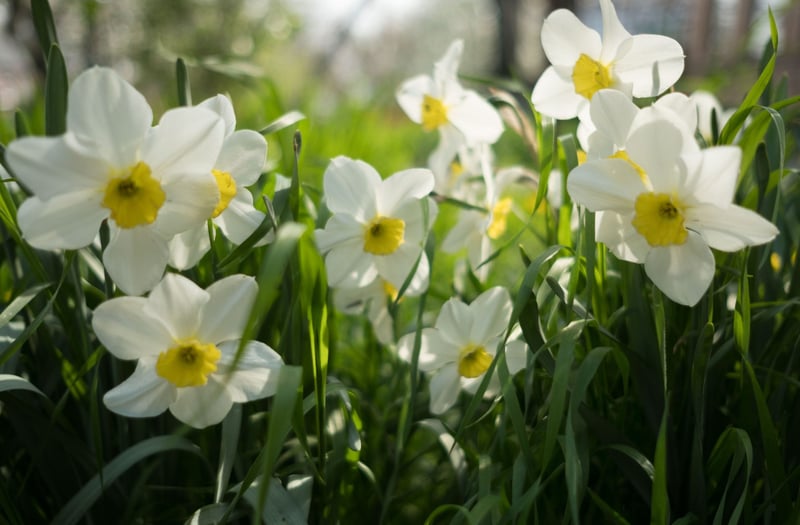 a cluster of white and yellow narcissi growing in the wild.