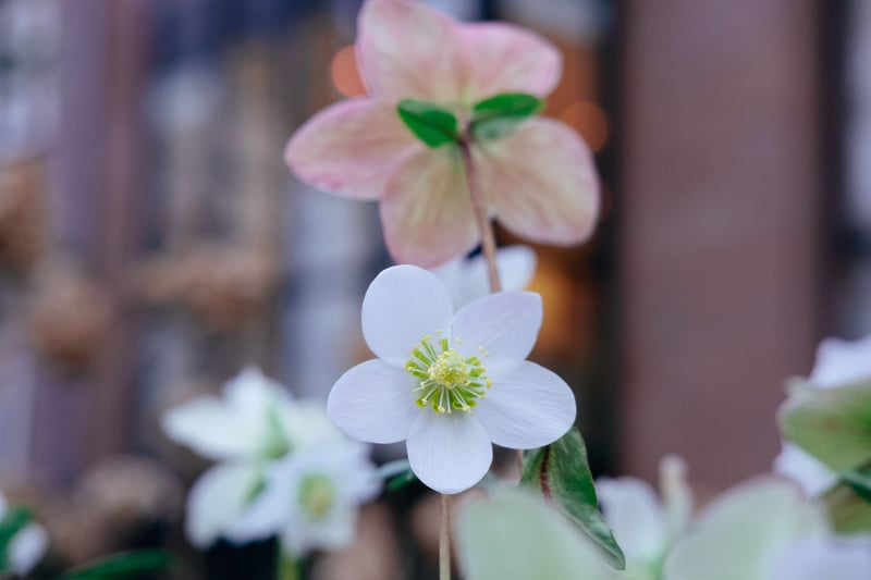 pale pink and white hellebores growing in the wild.