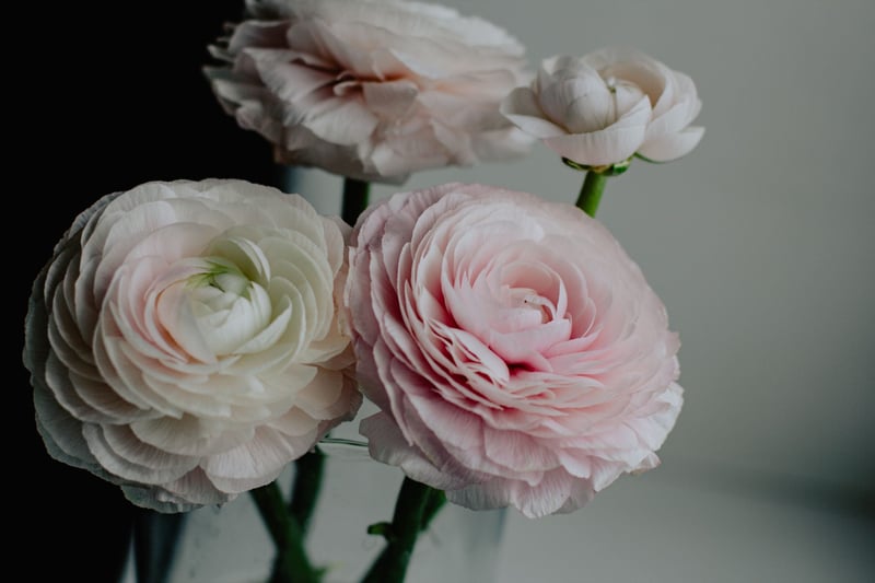 close up of some blush coloured ranunculus