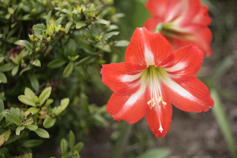 a red and white amaryllis flower growing in the wild.
