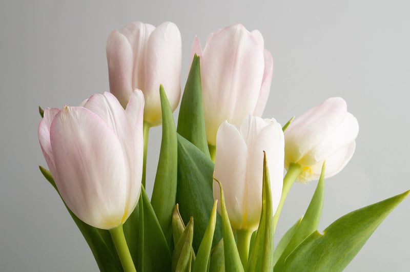 close-up of some pinky-white tulips.