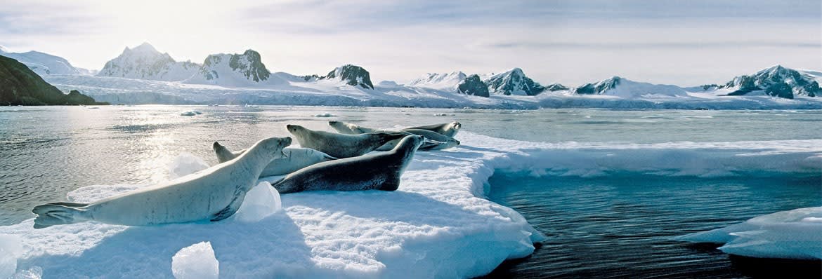 Bridebook.co.uk- seals lying on ice