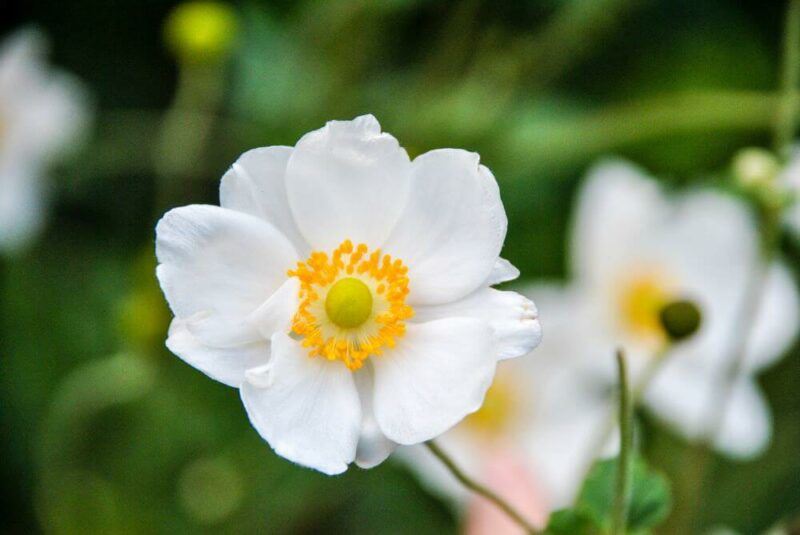 bridebook.com picture of a white anemone in the wild