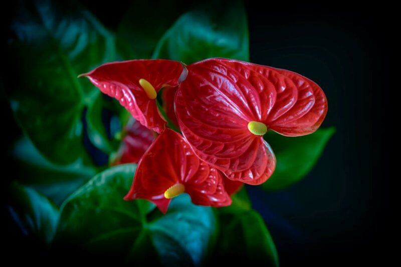 bridebook.com picture of three red anthuriums 