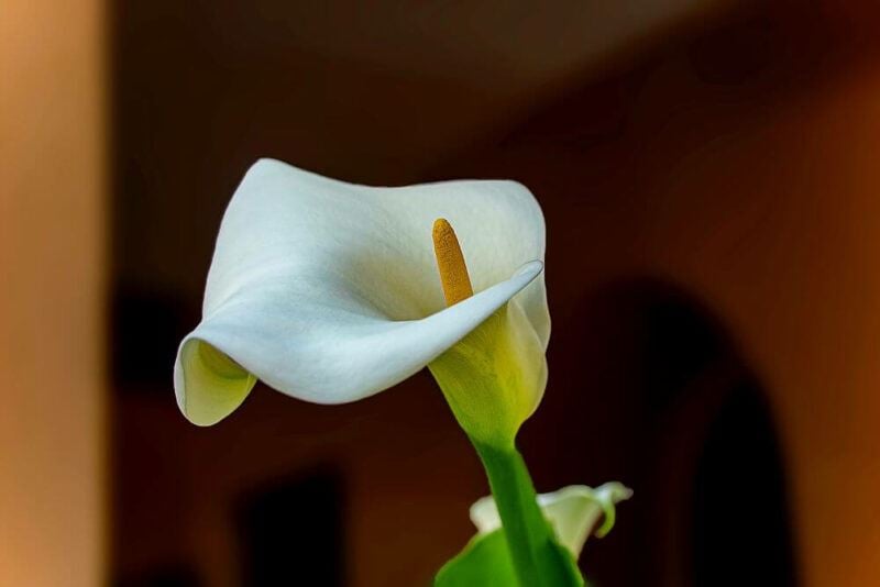 bridebook.com picture of single white calla lily