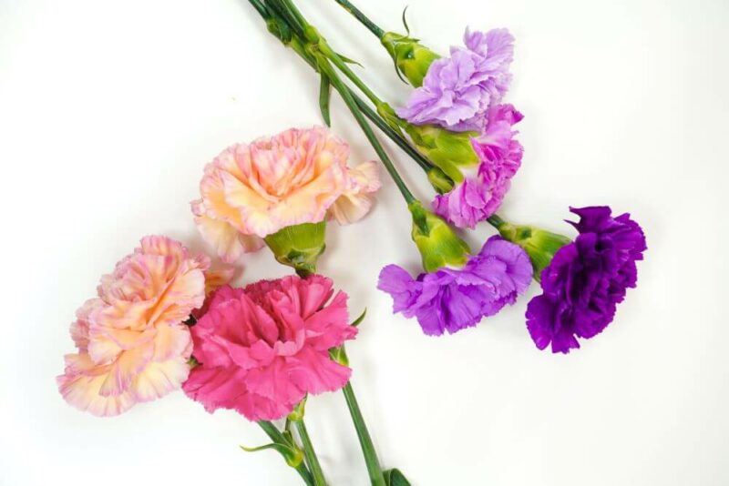 Pinks and carnations are having a comeback: here's how to grow them