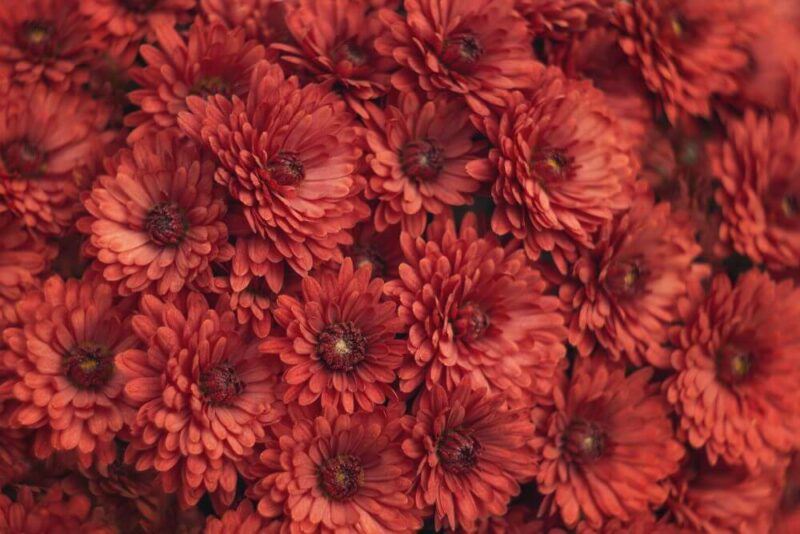 bridebook.com picture of red chrysanthemums