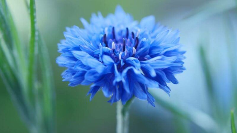 bridebook.com picture of a single blue cornflower