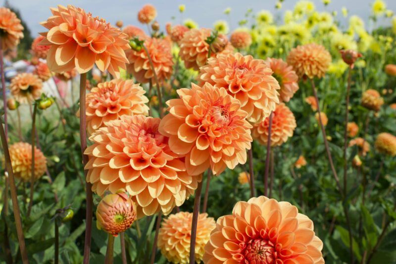 bridebook.com picture of wild orange dahlias