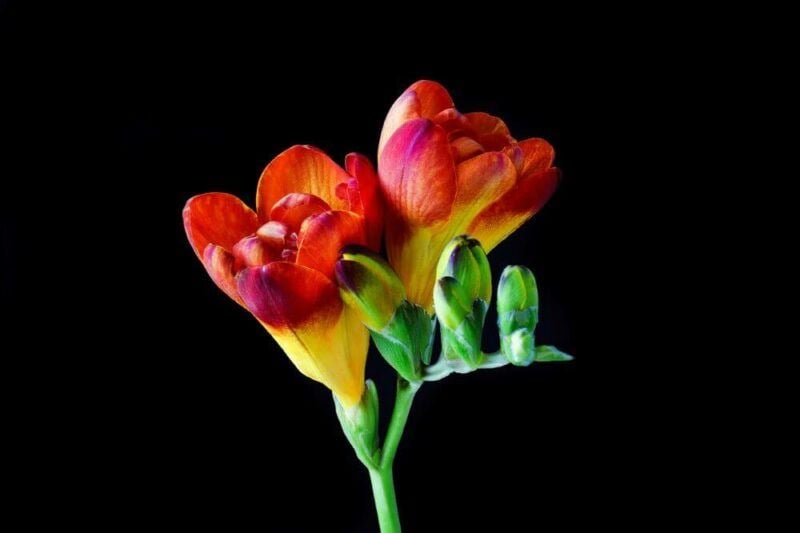 bridebook.com picture of yellow/orange freesia