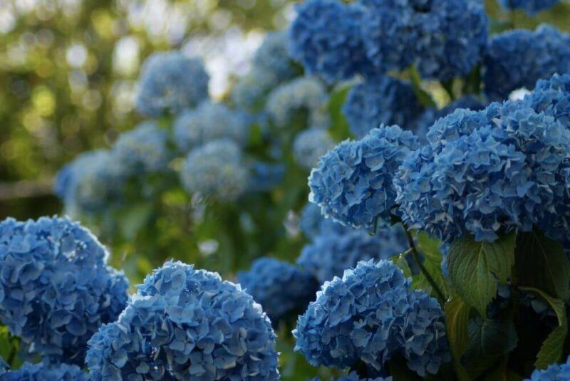 bridebook.com picture of blue hydrangeas in the wild