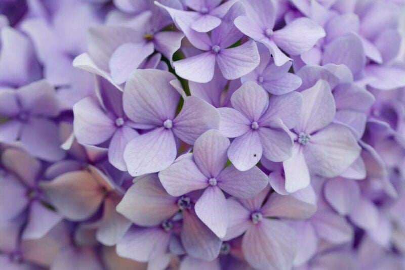 bridebook.com close-up picture of lilac flowers