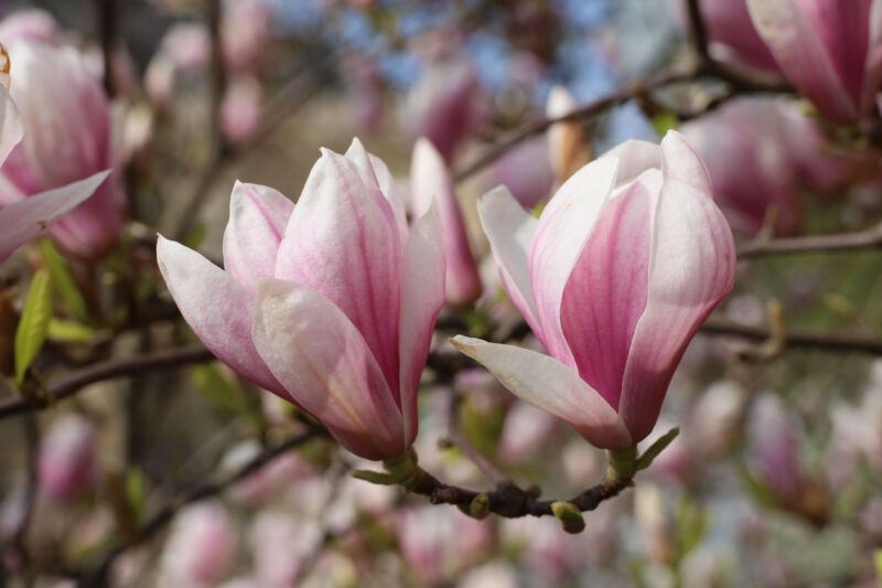 bridebook.com picture of white and pink magnolia growing