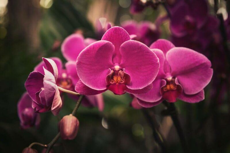 bridebook.com picture of pink orchids