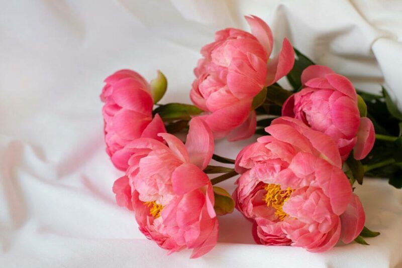 bridebook.com picture of five pink peonies lying on a white tablecloth