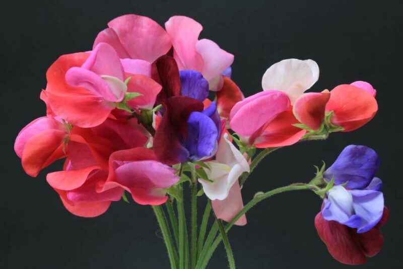 bridebook.com picture of pink and purple sweet peas