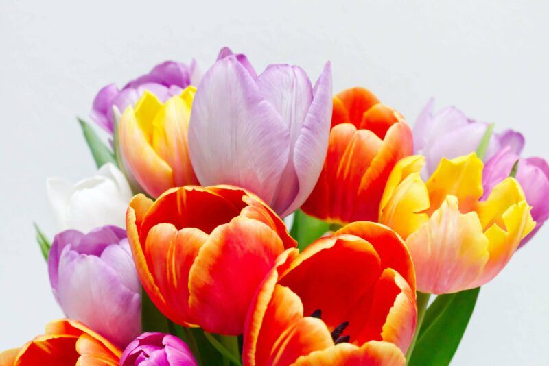 bridebook.com picture of bunch of purple, yellow and red tulips