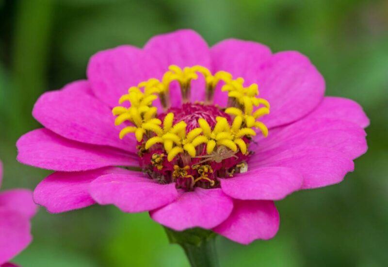 bridebook.com picture of one purple zinnia