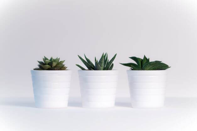 Three succulents in white pots in a row