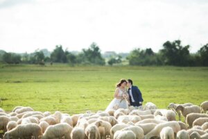 Couple de mariés avec des moutons