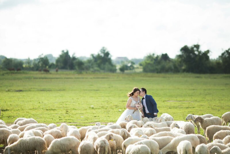 Couple de mariés avec des moutons