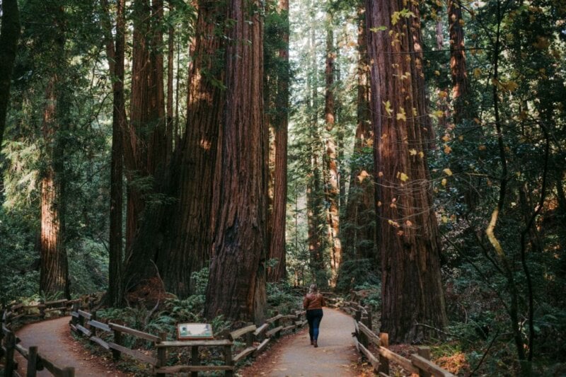 Personne de dos dans une forêt de séquoias