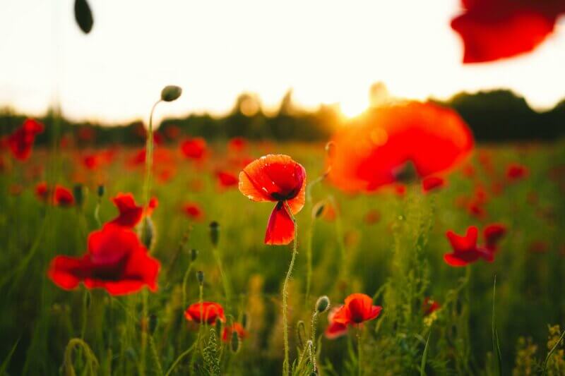 Champ de coquelicots