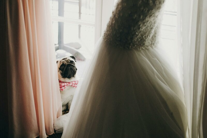 Chien en train de regarder une robe de mariée