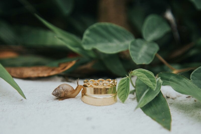 Escargot et bagues de mariage