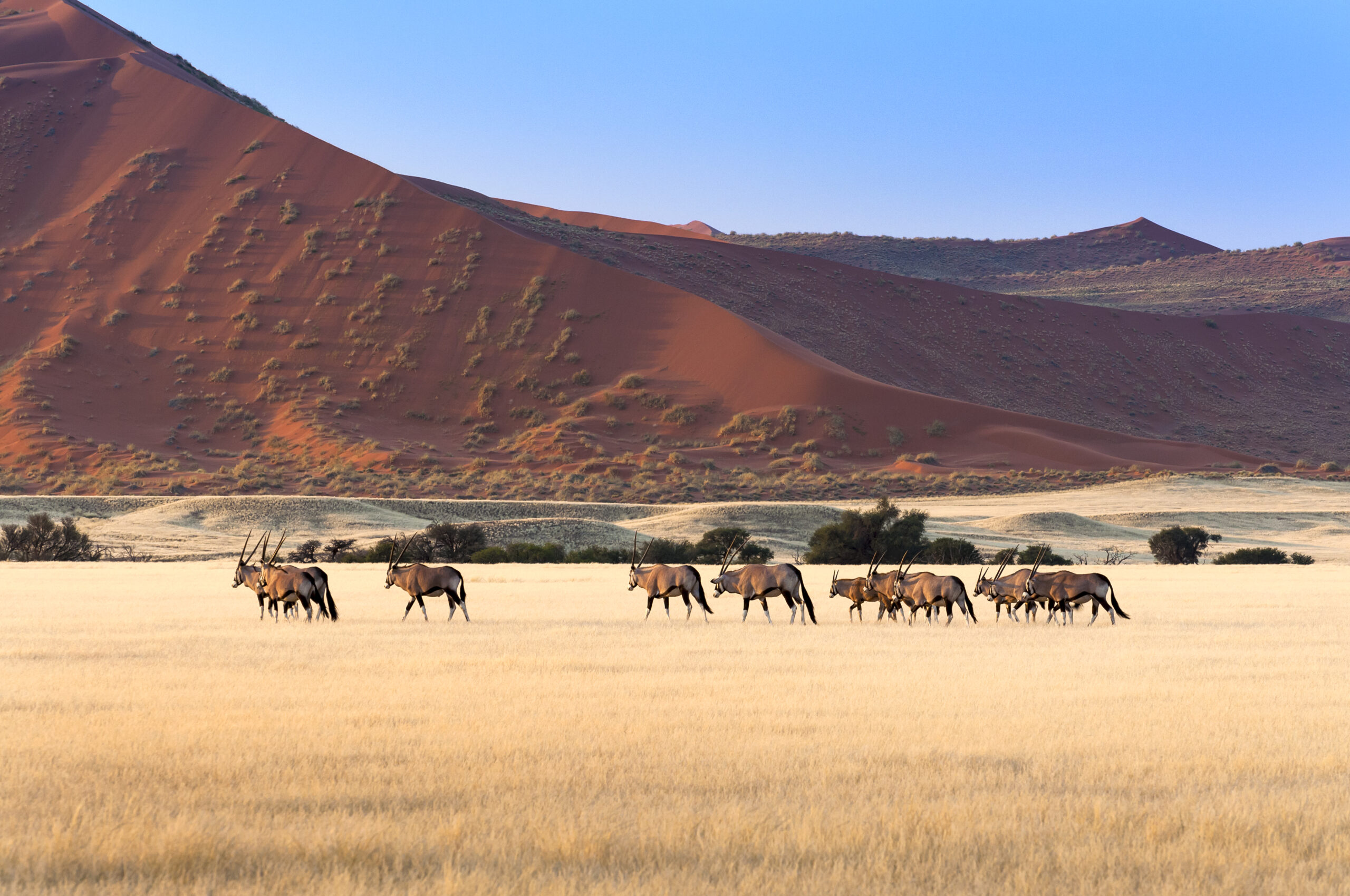 Herd of Gemsbok in Sossusvlei, Namibia