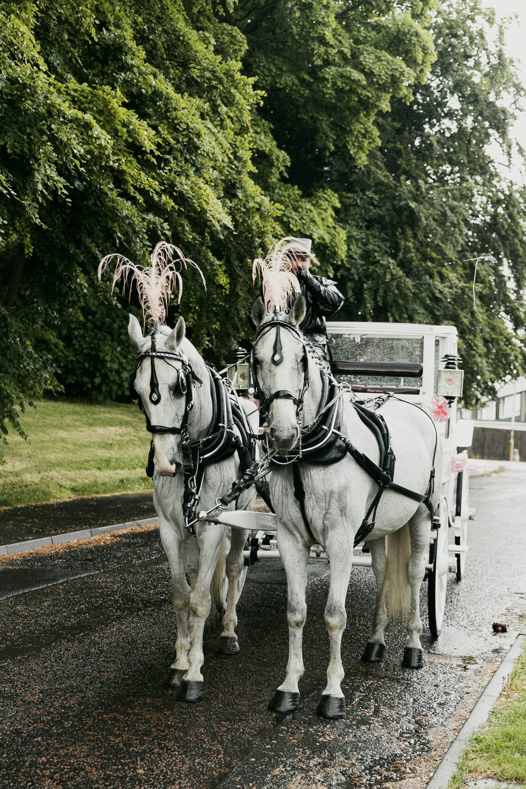 Wedding carriage drawn by horses