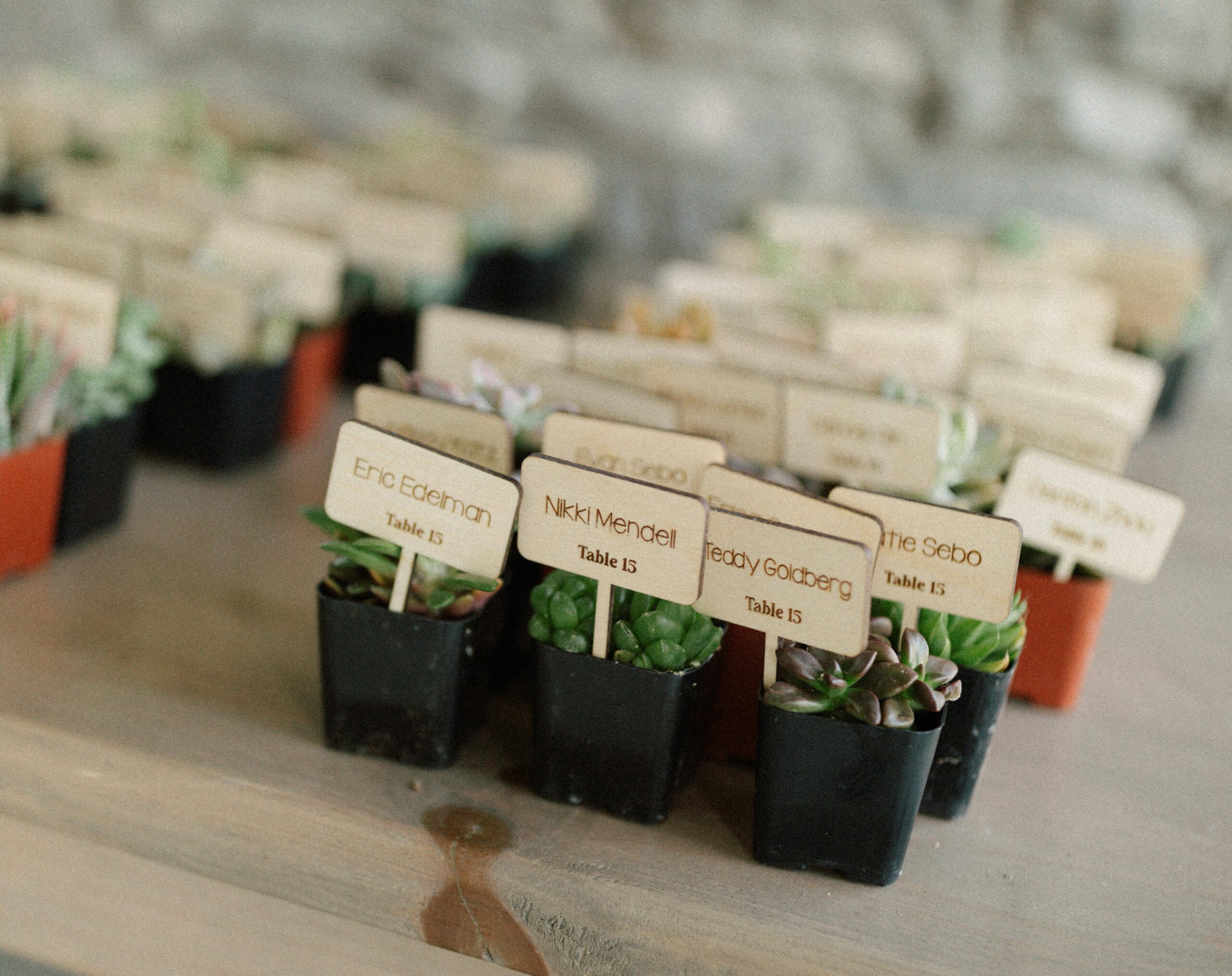 Succulents being used as a table plan at a wedding